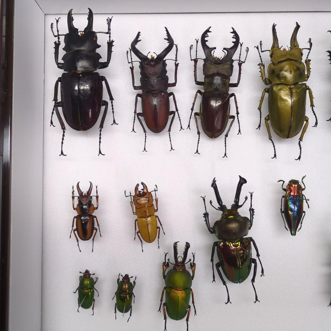 海外 クワガタ 標本 セット シーラ箱入り - メルカリ