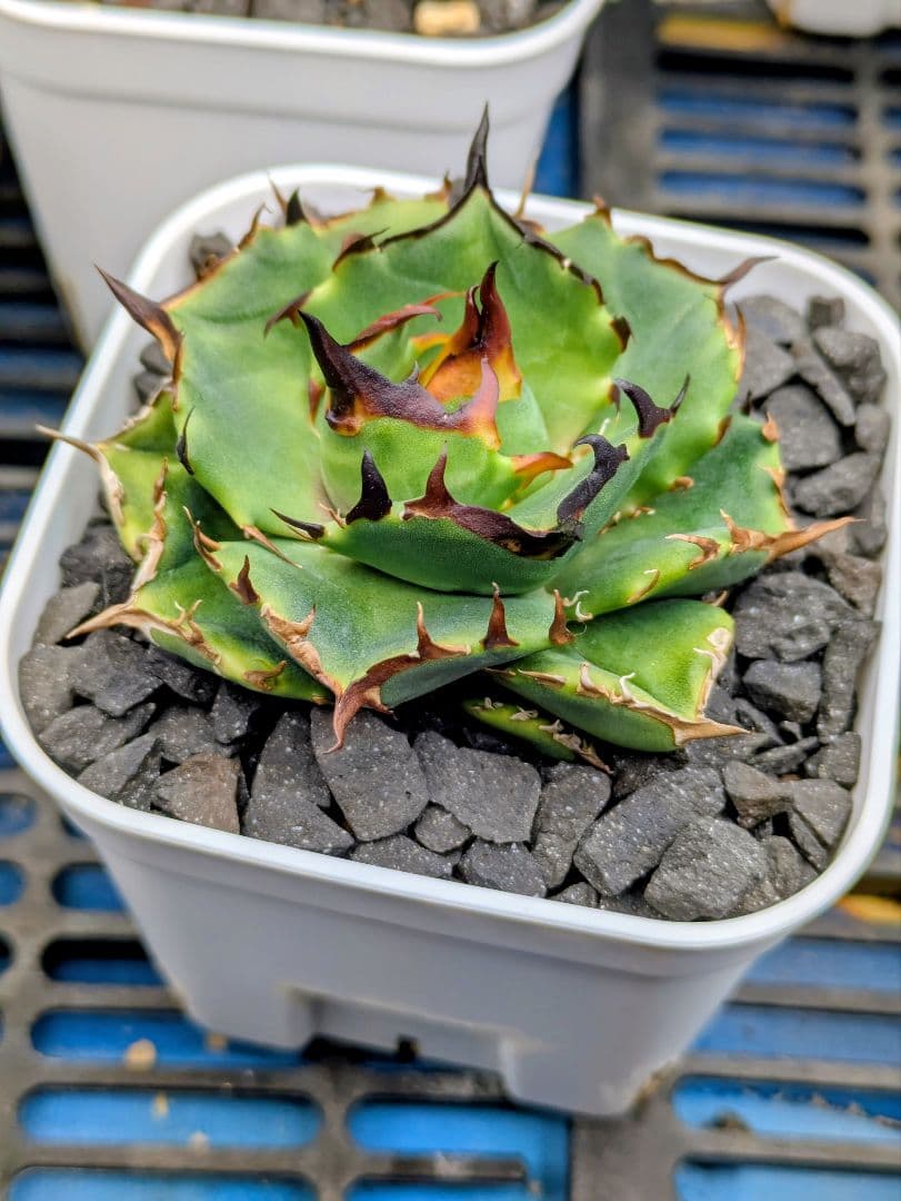 アガベ D-Rose 子株二頭出品 検)オテロイ実生 ローズ 白鯨 - メルカリ