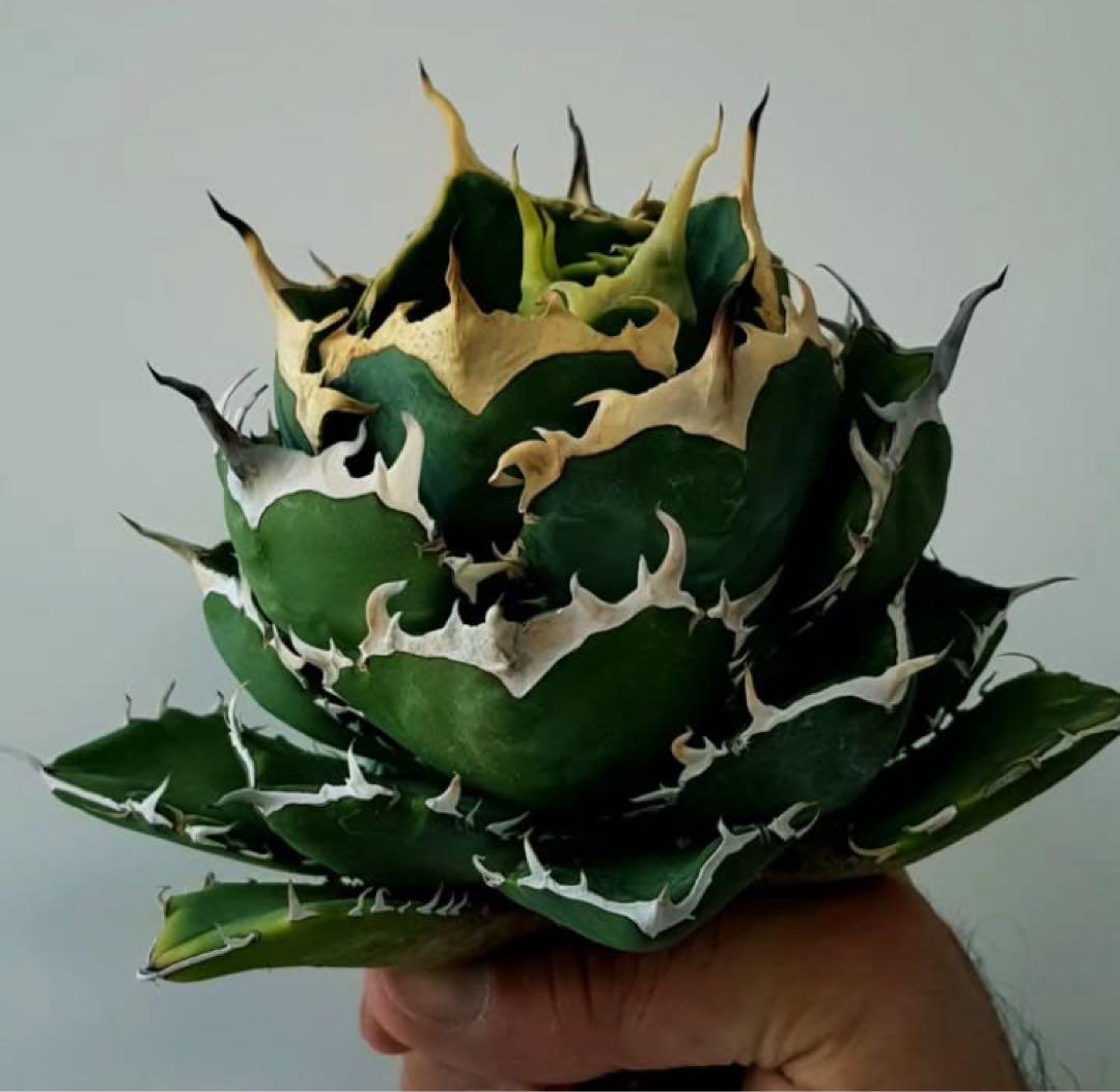 K*N様 オークション【GW限定】③匿名配送 イラン株 REZA産 アガベ No