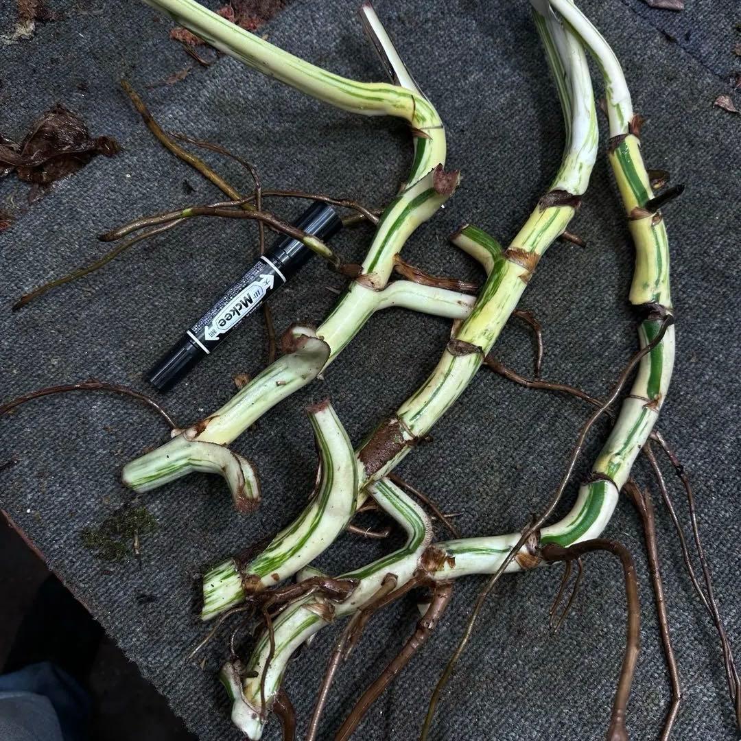 さ**様 斑入りモンステラホワイトタイガー大茎3株おまとめ