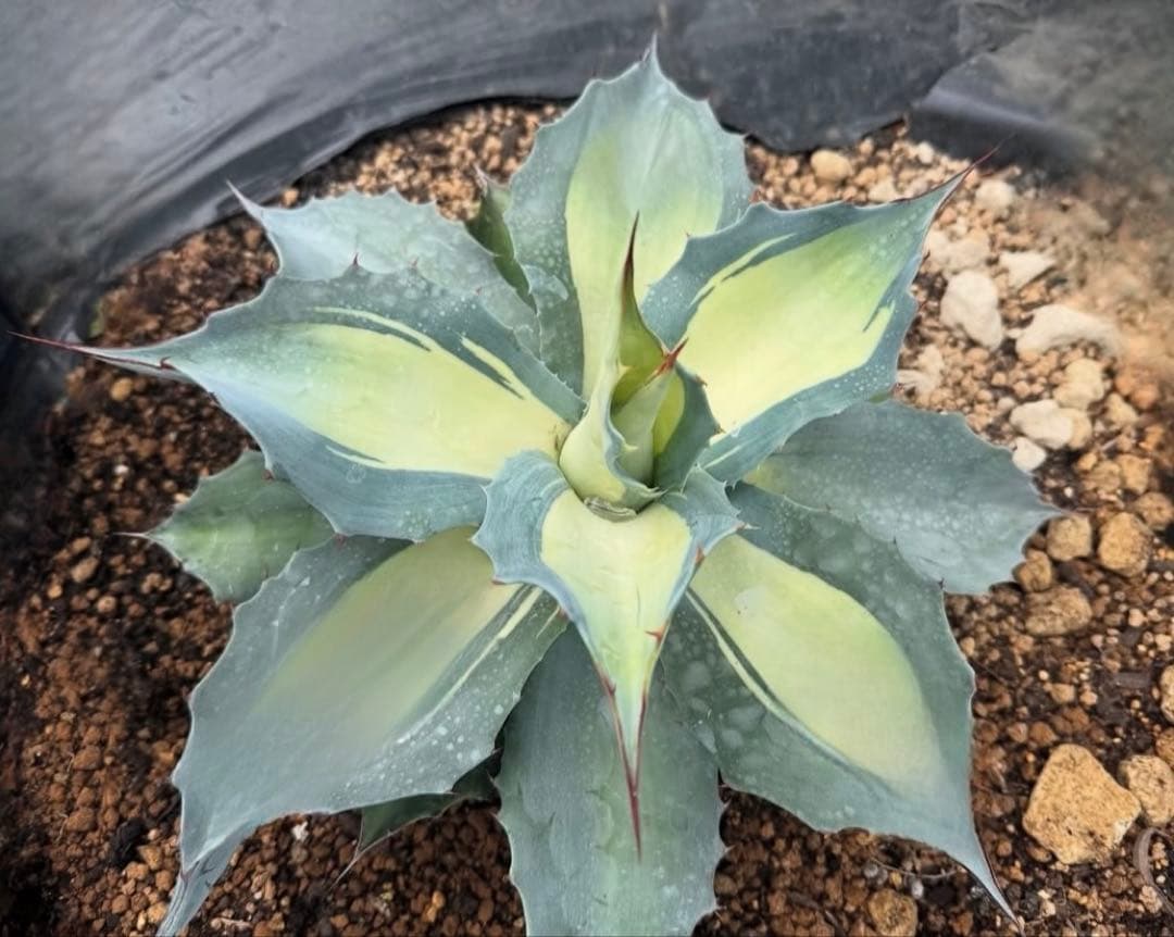 アガベ　オバティフォリア錦　アウェイクニングエンジェル