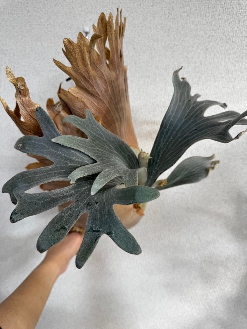 P. vellii ベリー　ビカクシダ　子株　oc株