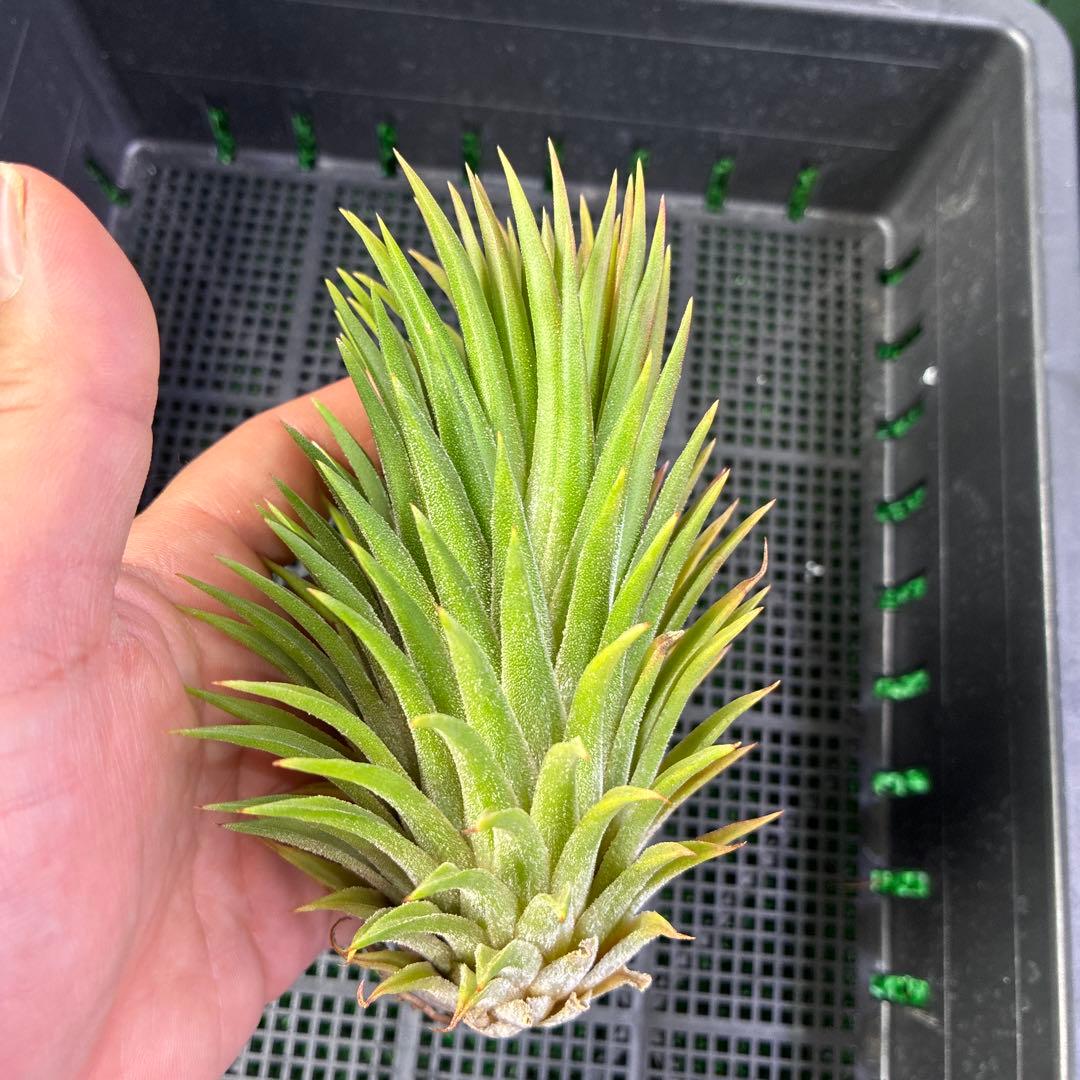 Tillandsia ionantha 'Apretado BRT' ブロメリア