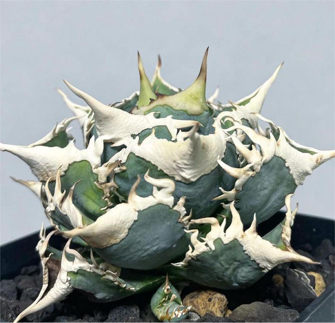 D28 多肉植物 アガベ チタノタ大白鯊 ホオジロザメ 強棘 極上子株
