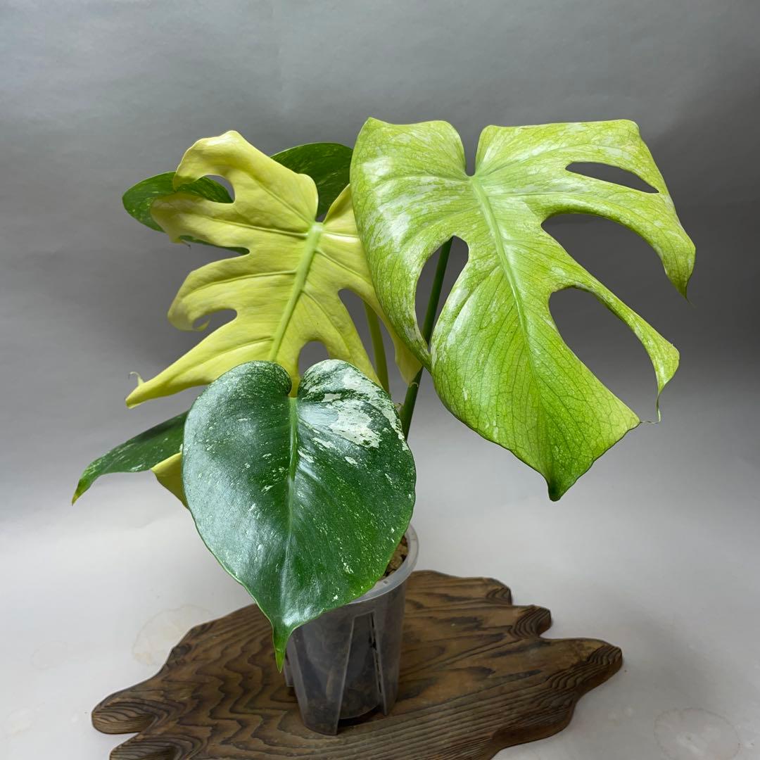 q53ホワイトモンスター 天津蘭 モンステラ斑入り - メルカリ