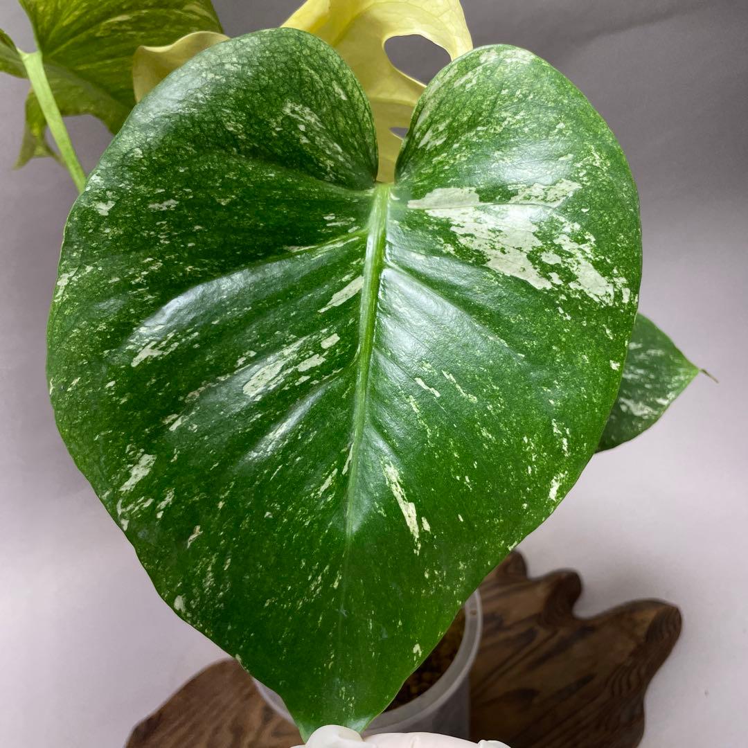 q53ホワイトモンスター 天津蘭 モンステラ斑入り - メルカリ