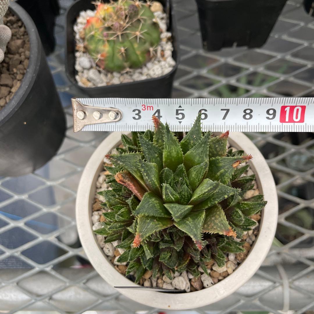 抜き苗発送 ハオルチア 暗黒竜 群生 3号ポット - メルカリ