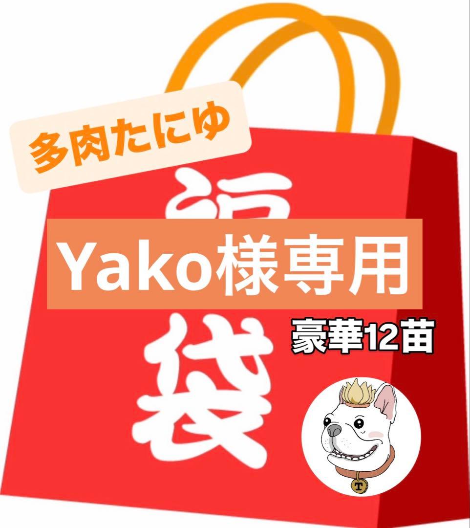 2026多肉たにゆ袋　豪華12苗