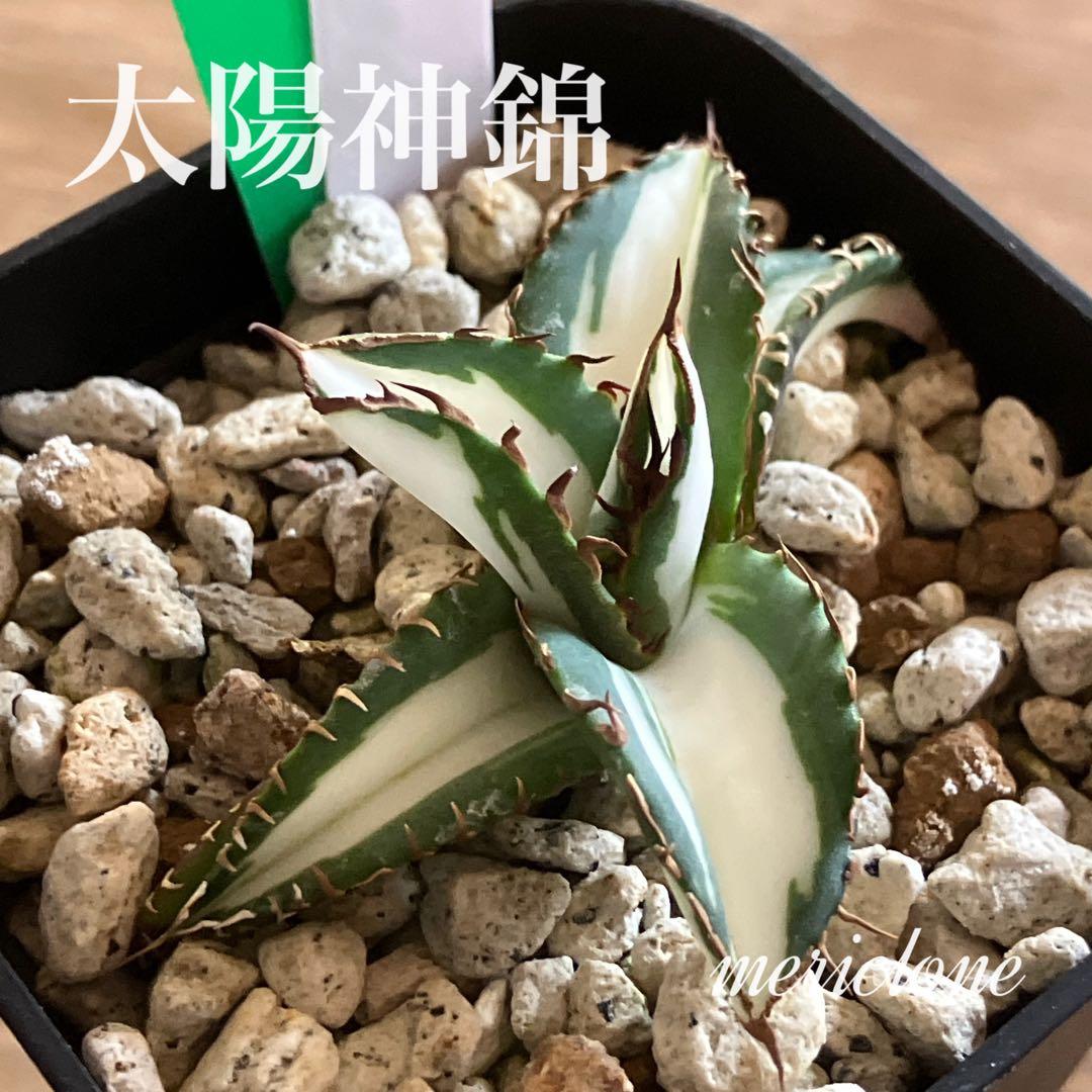 サービス品 【鉢ごと発送】速達 アガベ 太陽神錦 白中斑 TC - メルカリ