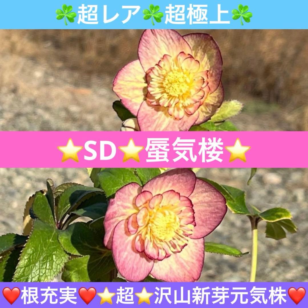 ぽ*の様 ☘️超レア☘️❤️根充実❤️⭐️超⭐️沢山新芽元気株❤️3272⭐️超