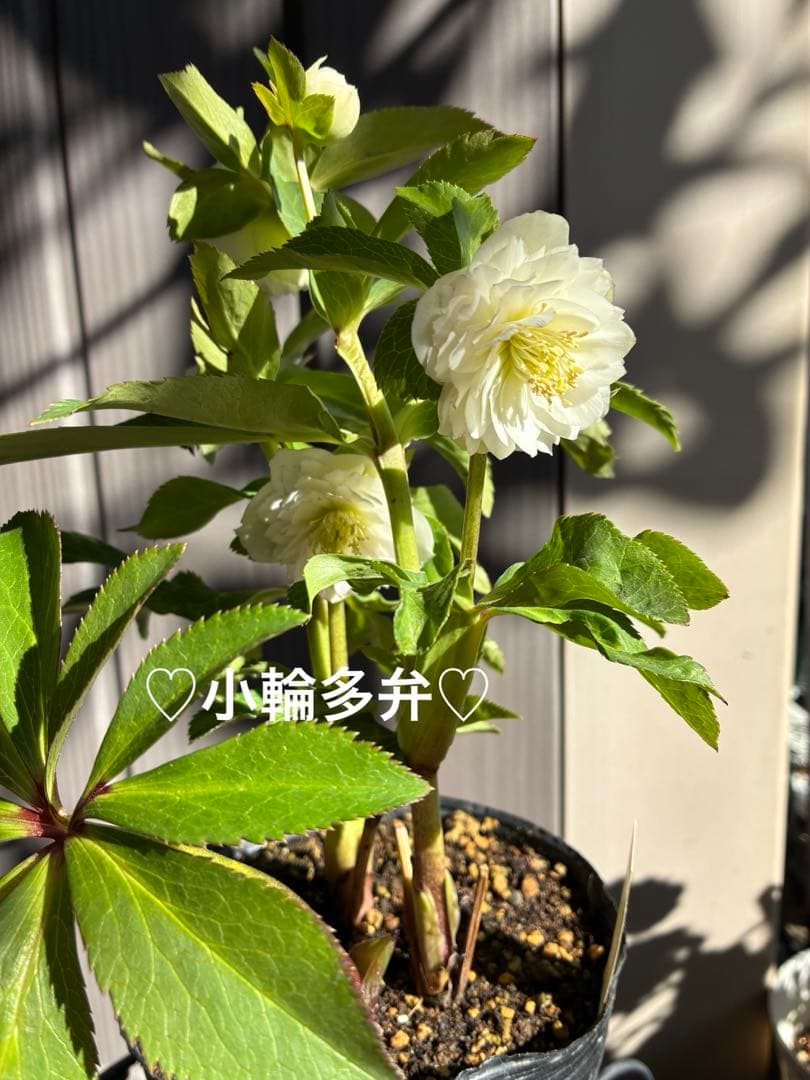 ♡開花中♡クリスマスローズ小輪ホワイト多弁