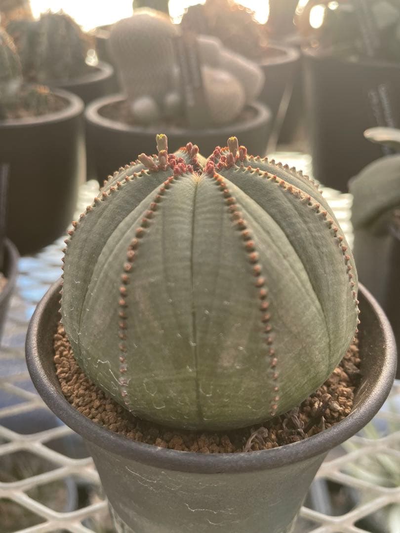 オベサ 赤猫 エボリスピナ EUワイド 鉢付き発送