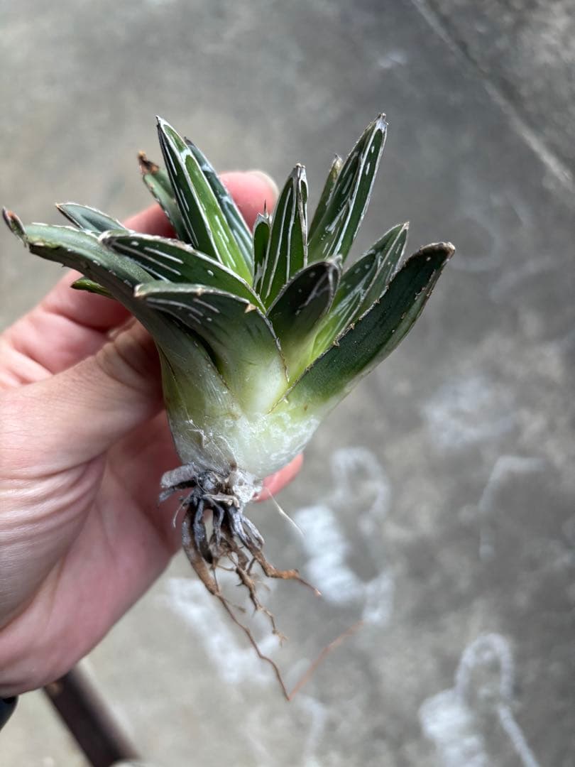 アガベ 笹の雪 子株販売 極上株