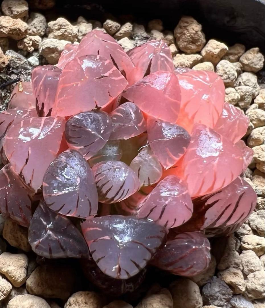 多肉植物 ハオルチア 赤太陽錦 鮮明錦 極上斑 - メルカリ