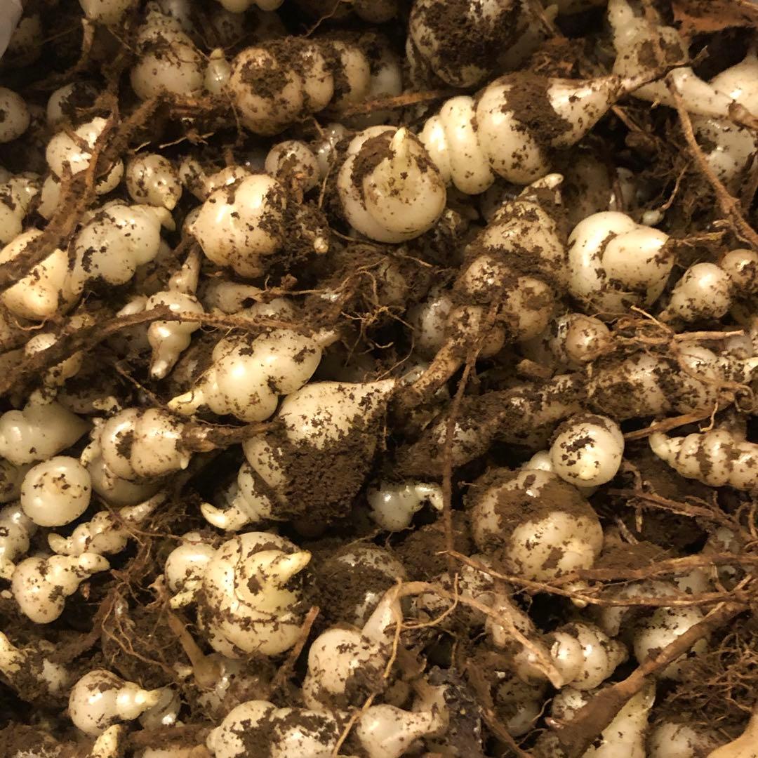 ちょろぎ　縁起物　珍しい生のちょろぎ 2キロ　どろ付き