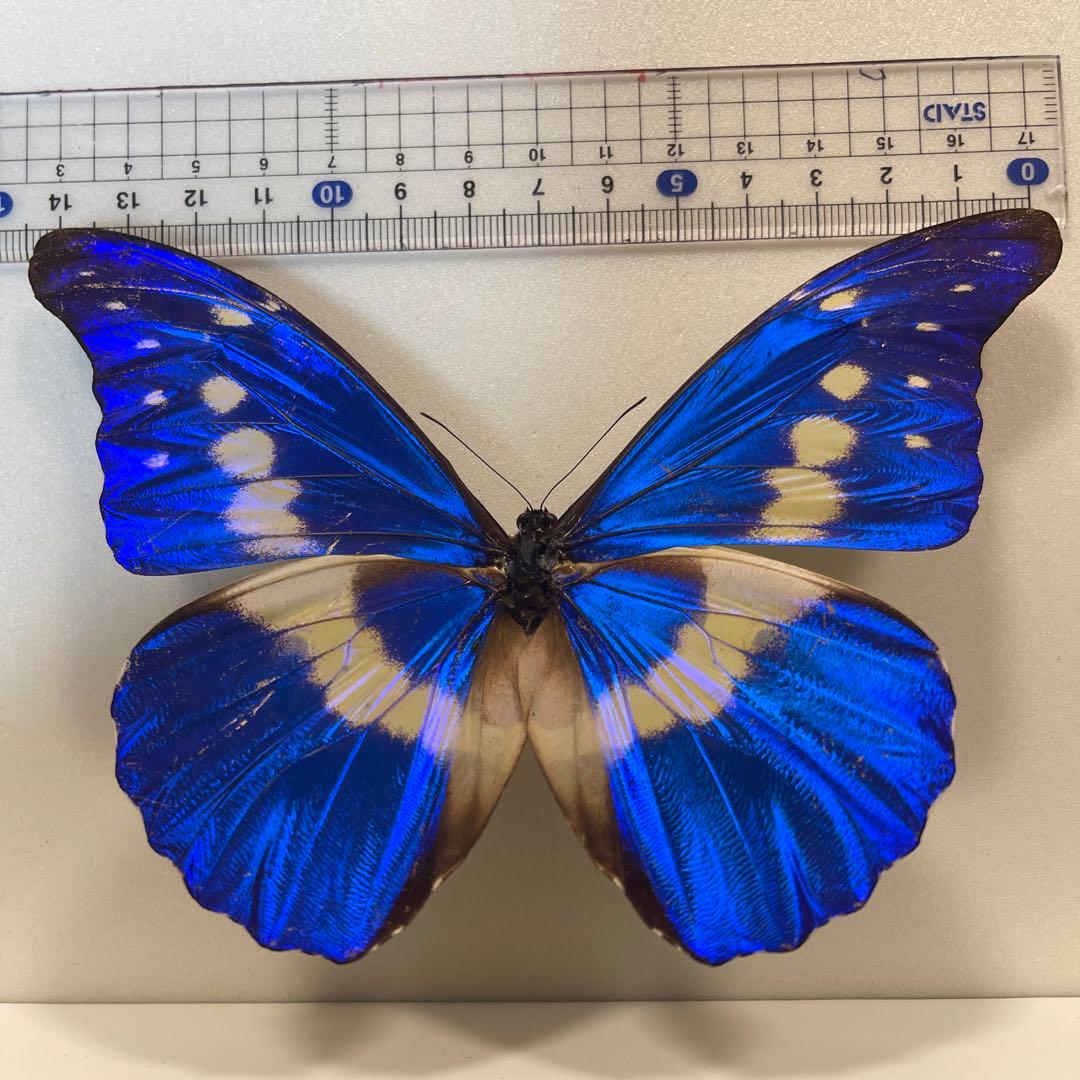 ヘレナモルフォ蝶標本 - メルカリ