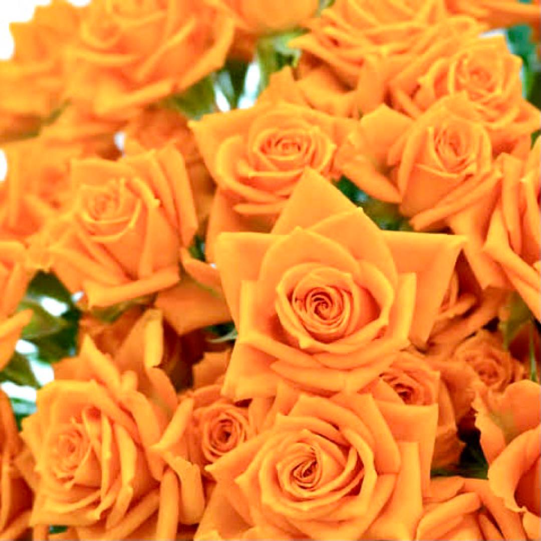 いきなり注文不可！！！ 日焼け止め・ブライト化粧水