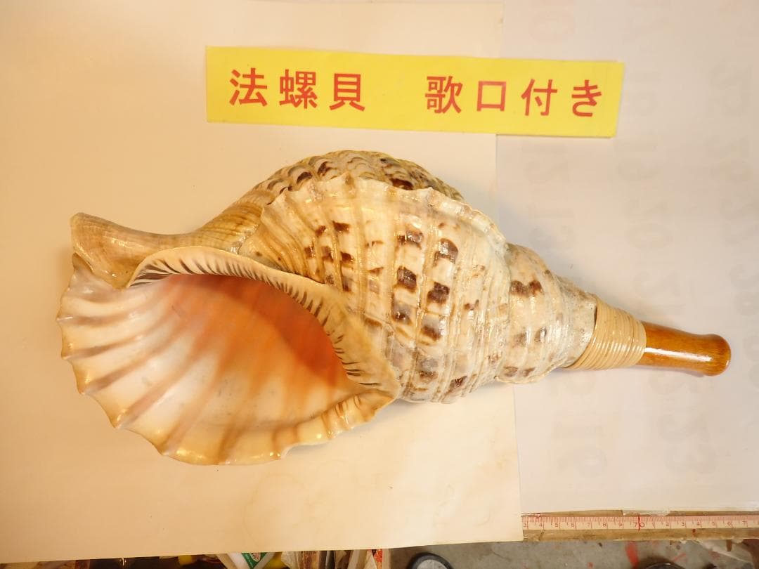 法螺貝 約39㎝ 木製歌口,新品 MH-465