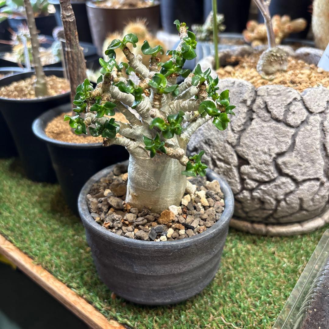 アデニウム　葉巻(獅子葉)