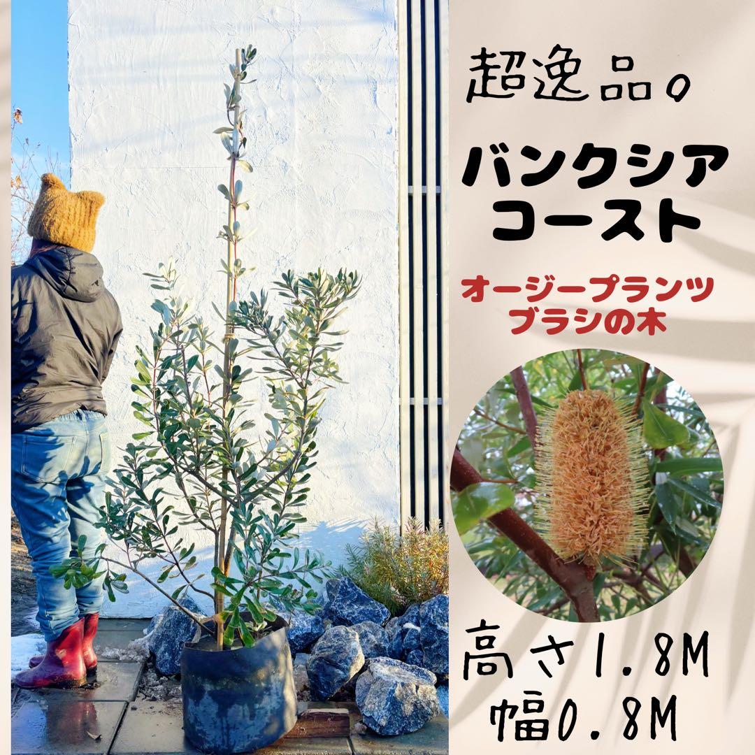 超逸品。バンクシアコースト1.8M(鉢底から)