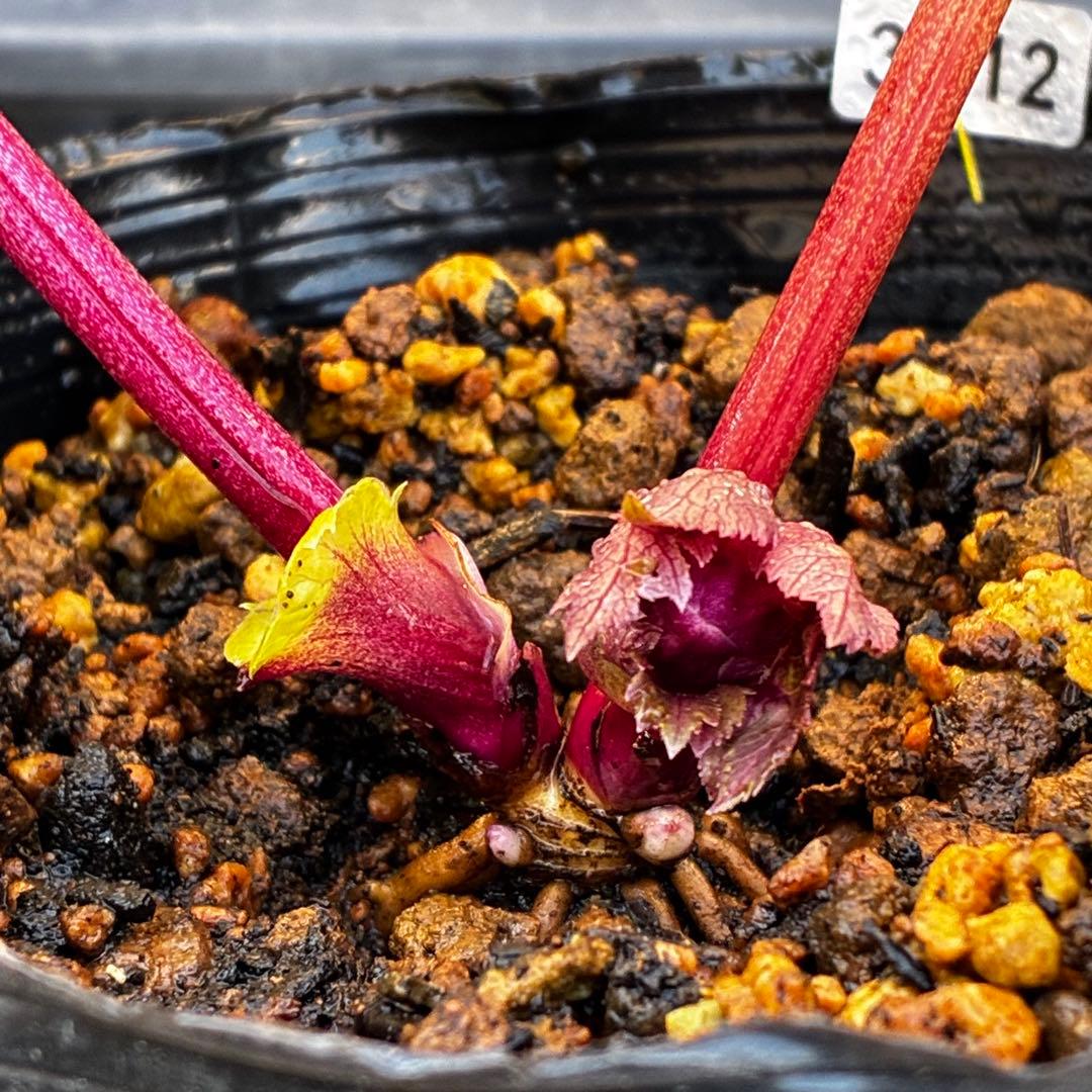 r*o様 3512☘️蕾花付き☘️極上☘️⭐️キラキラ光線⭐️レッド⭐️多花性⭐