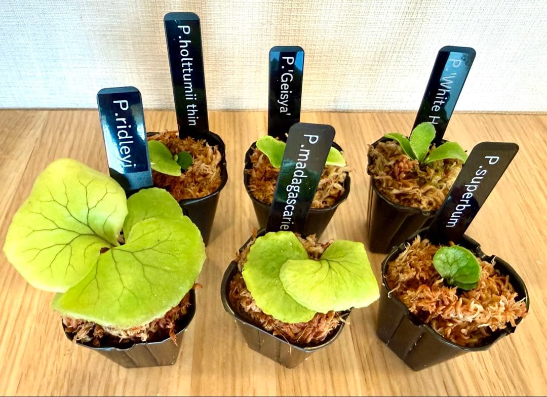 ビカクシダ セット マダガスカリエンセ リドレイ スパーバム など