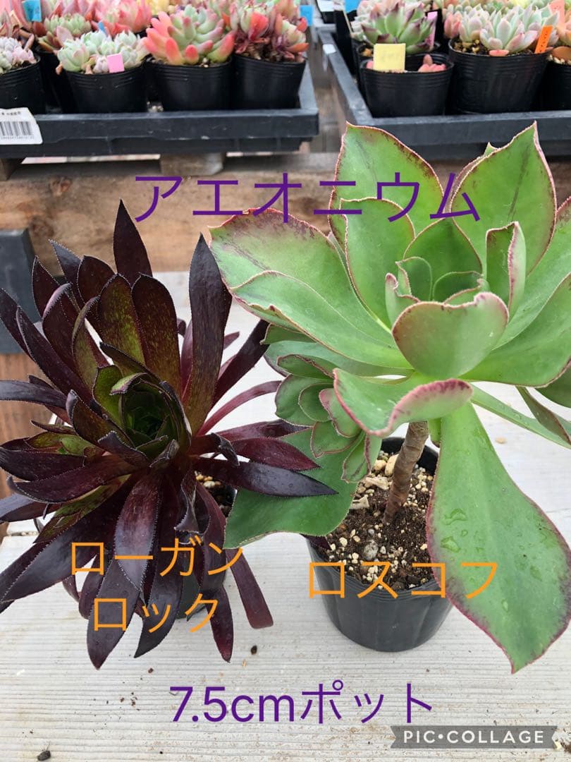 アエオニウム♡抜き苗セット - メルカリ