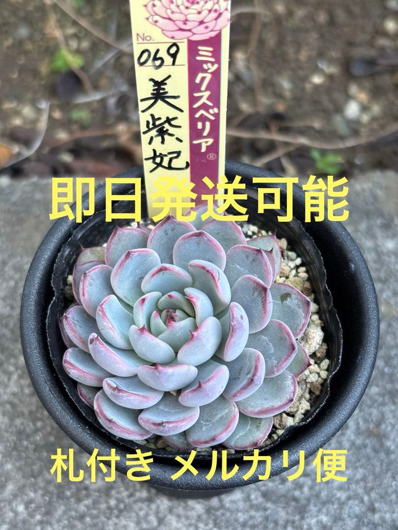 超希少 おらいさん苗 ミックスベリア 美紫妃 札付き 極上株 多肉植物④