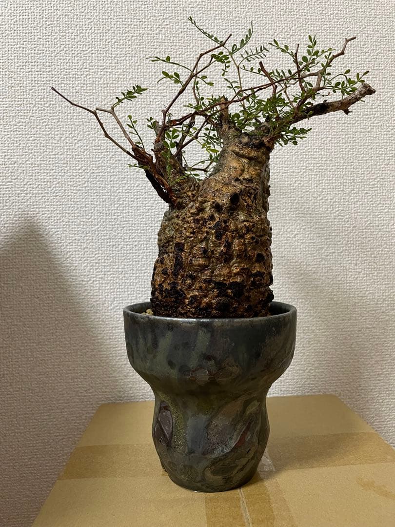 G*y様 良型 オペルクリカリア パキプス 現地球 発根済 菊地亨 y鉢 作家鉢