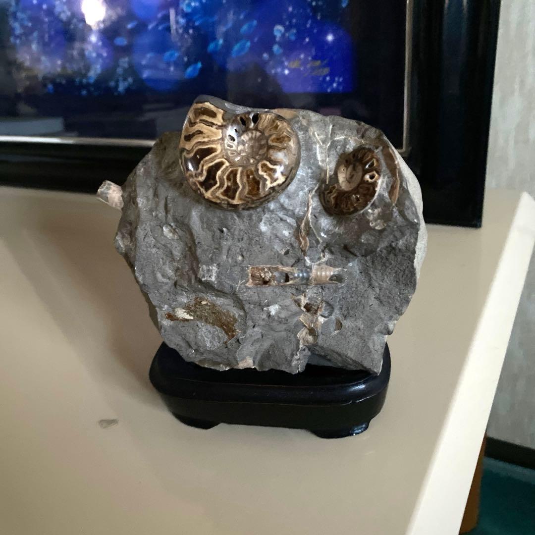 アンモナイト化石　台座付き　北海道産