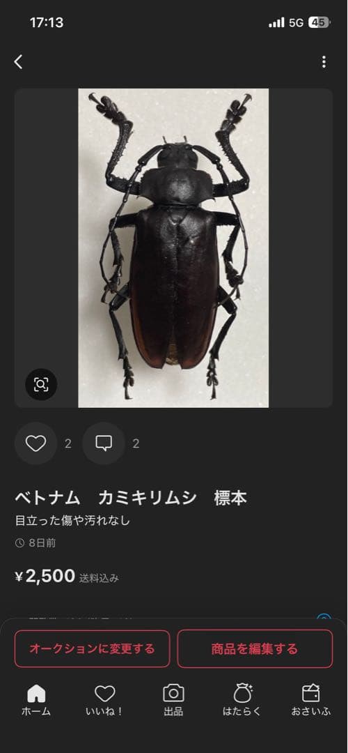 白狐　ウスバカミキリ　標本　ベトナム