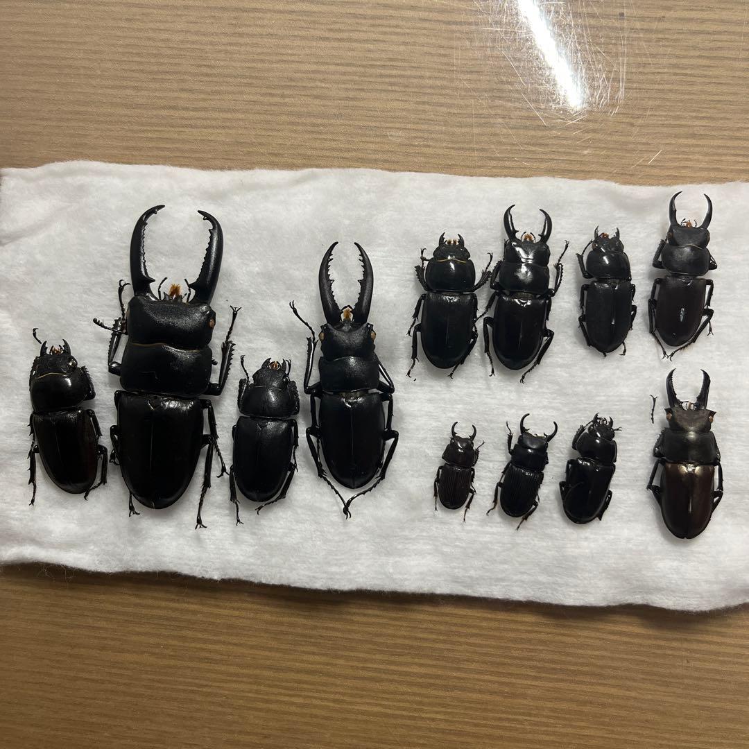 対馬クワガタセット fpset04-450x450.jpg