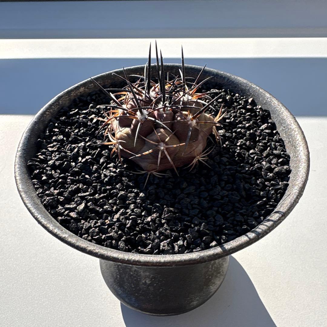 コピアポア　デュラ　実生