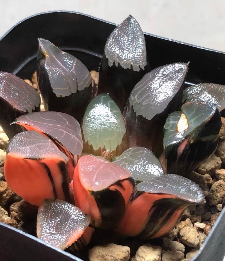 O*Z様 多肉植物　ハオルチア　コレクタ錦　赤斑入り　鮮明錦