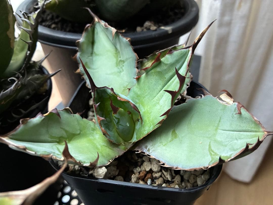 良株】アガベ チタノタ BB - メルカリ