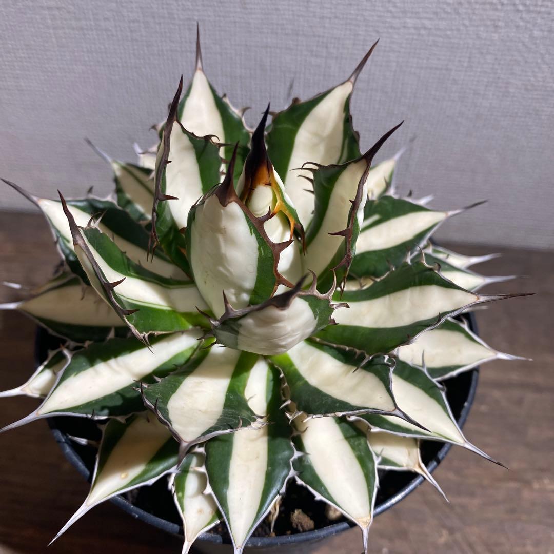 アガベ　ホリダ白中斑入　極上4 A014 特選アガベチタノタ大白鯊錦極上斑入り 特殊錦 覆輪斑 極上美株