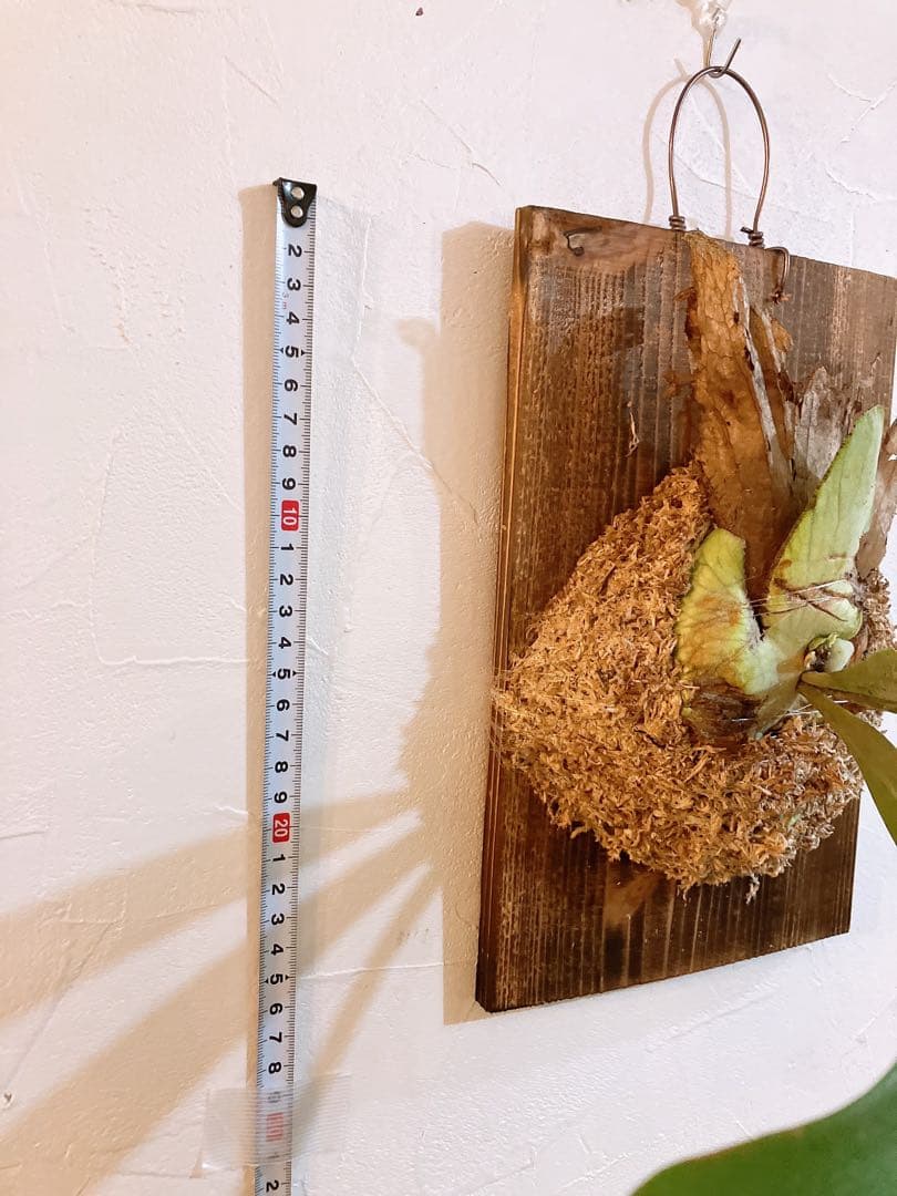 外ハネ 大株ビカクシダ ウィリンキーwild east java コウモリラン