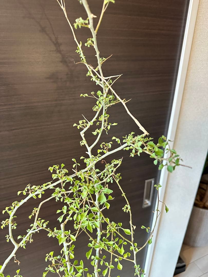 n*o様 特大 コミフォラ カンペストリス Commiphora Campest - メルカリ