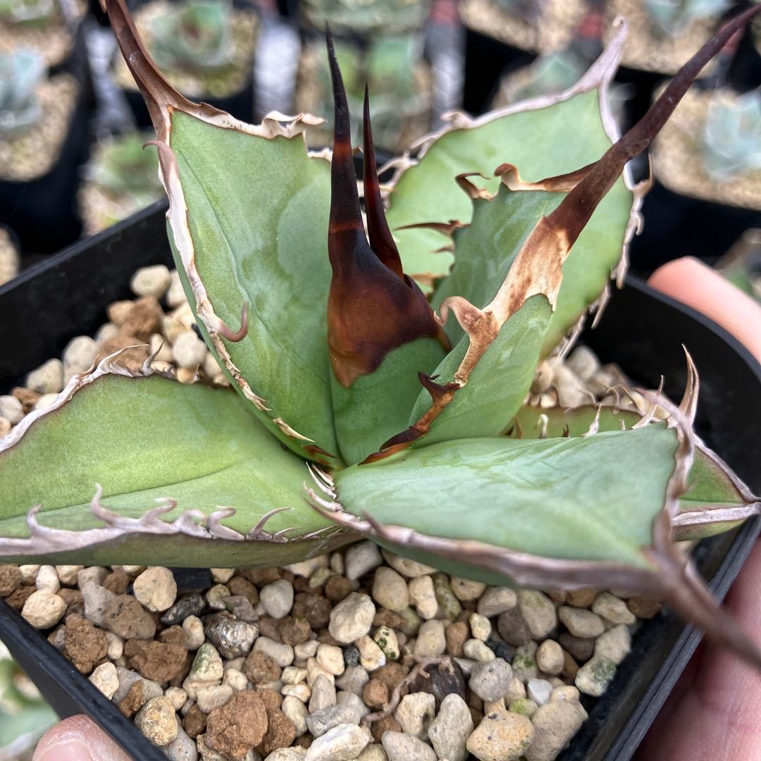 アガベオテロイ実生　オアハカ産　鉢ごと発送