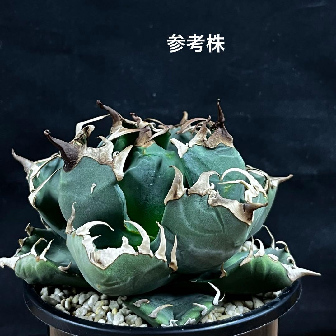 アガベ チタノタ 魔丸 完全発根済み 鉢ごと発送 プランツタグ付き