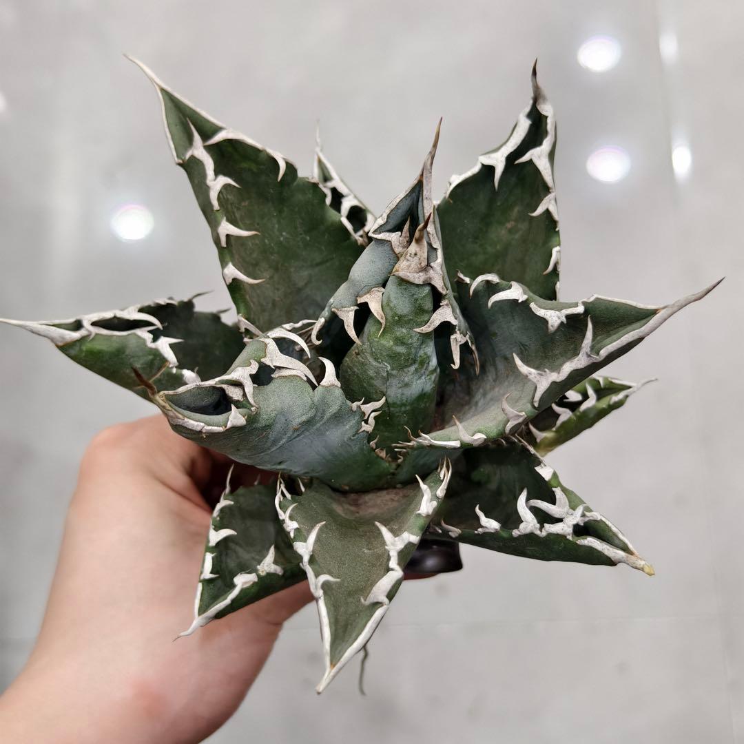 w216アガベ チタノタ 