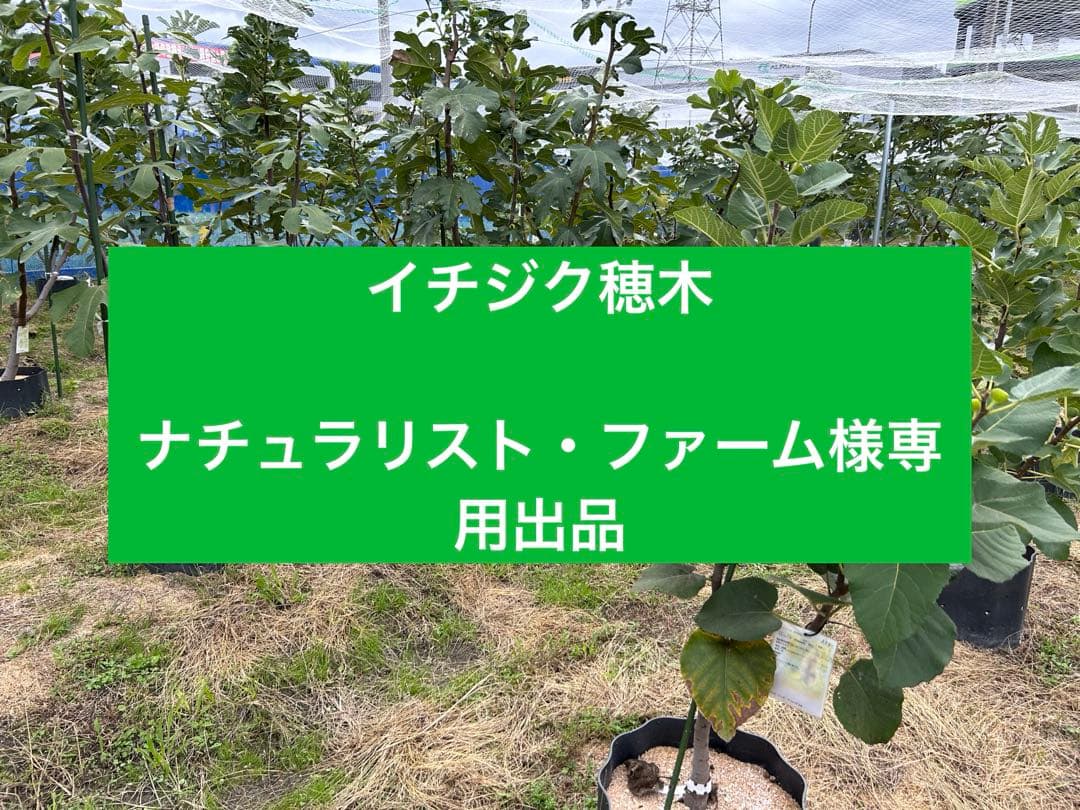 イチジク穂木　専用出品です。 イチジク穂木 ゼブラスィート8本 - メルカリ