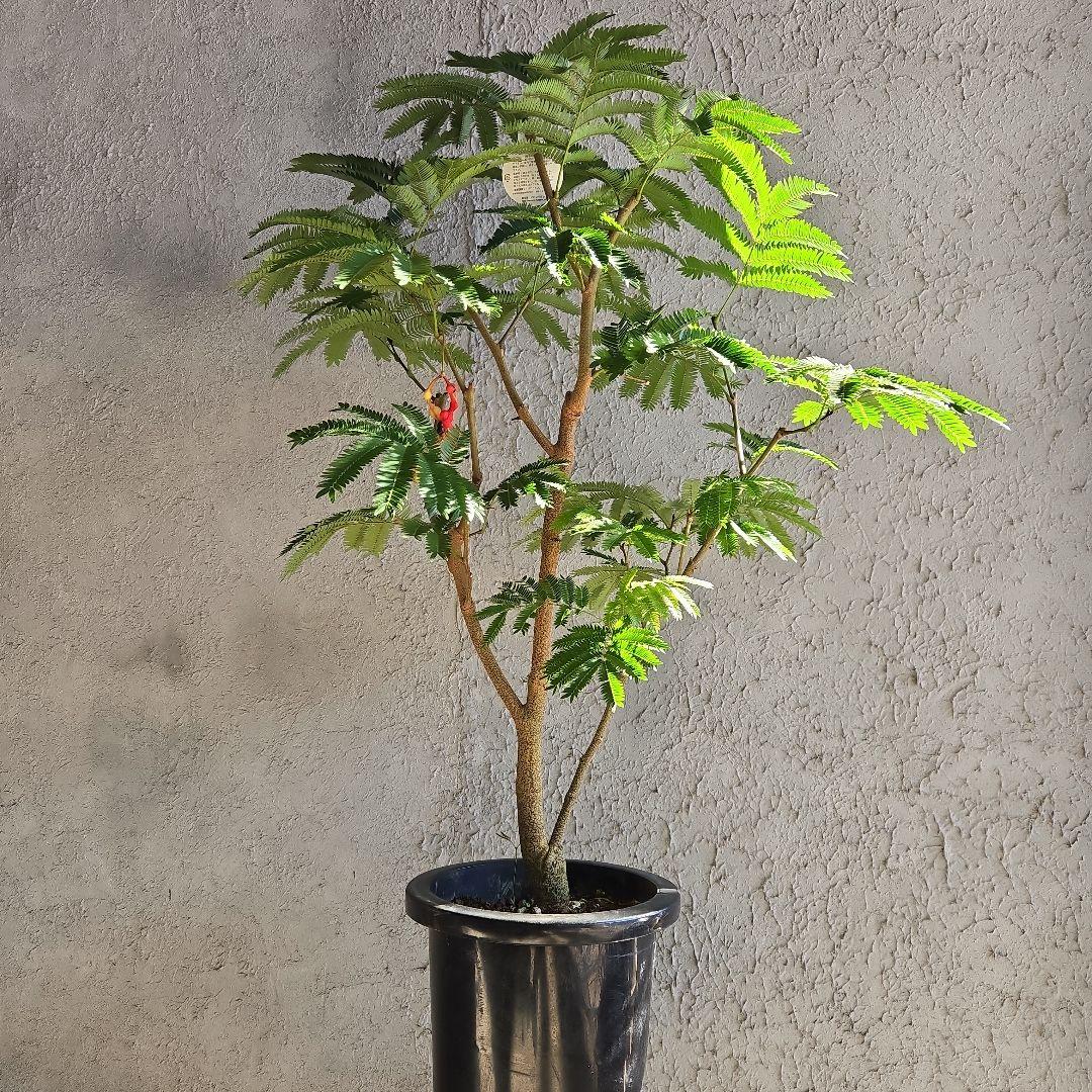 ④　エバーフレッシュ　8号特大苗木最高等級極上品‼️　極太