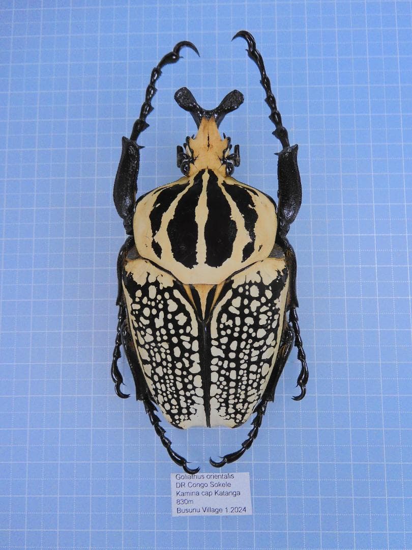 標本 Cong Goliathus orientalis 94mm