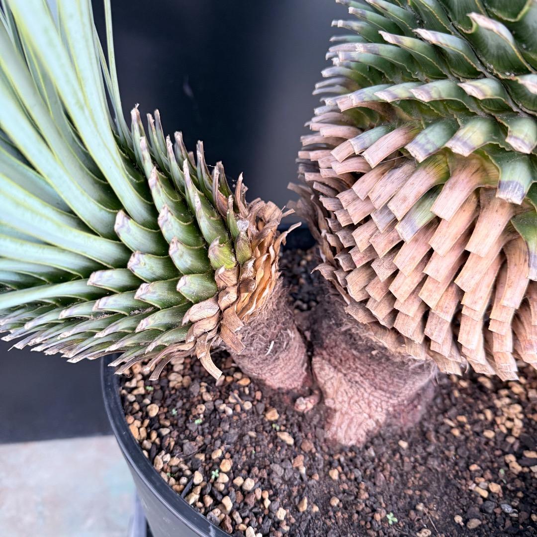 J*7様 【AL1108】ユッカ ロストラータ ダブルヘッド 極太 シルバーブル