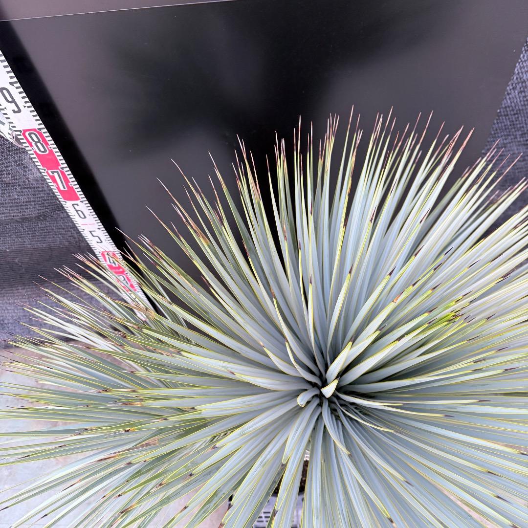 J*7様 【AL1108】ユッカ ロストラータ ダブルヘッド 極太 シルバーブル