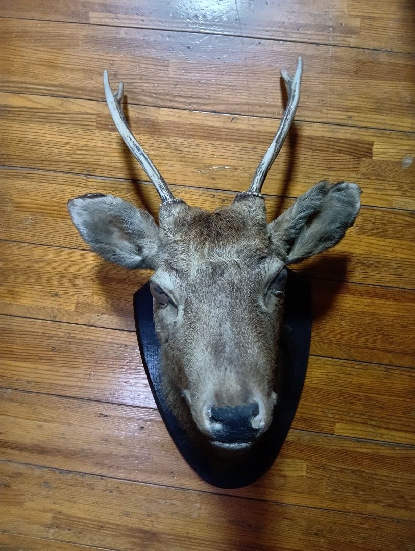 鹿 剥製 壁掛け ニホンジカ