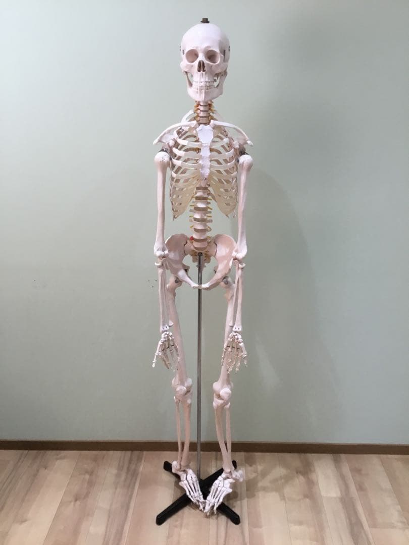 人体模型　等身大　スタンド式