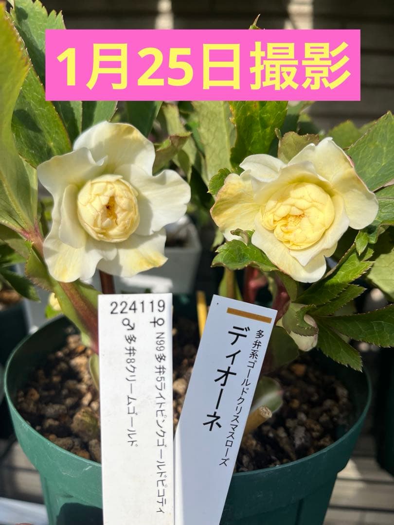 クリスマスローズ 『ディオーネ 』 加藤農園 認定 - メルカリ