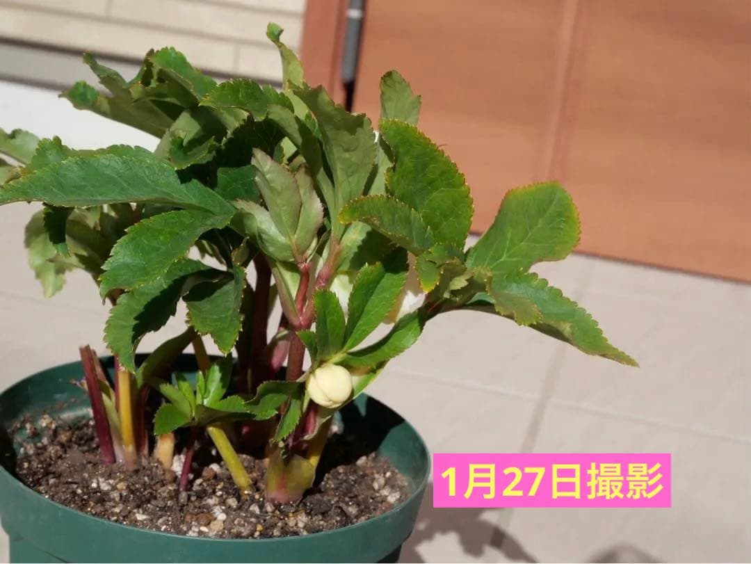 クリスマスローズ 『ディオーネ 』 加藤農園 認定 - メルカリ